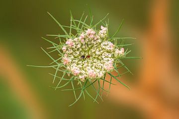 Blüten Dolde einer Schafgarben Pflanze von Mario Plechaty Photography