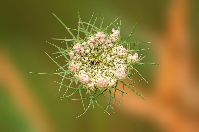 Flower umbel of a yarrow plant by Mario Plechaty Photography