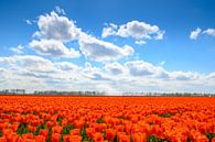 Tulpen in het veld in het voorjaar van Sjoerd van der Wal Fotografie thumbnail