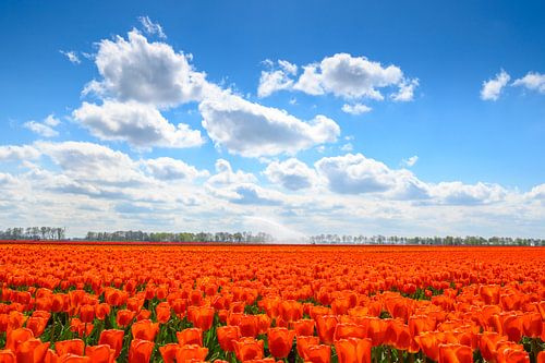 Tulpen in het veld in het voorjaar