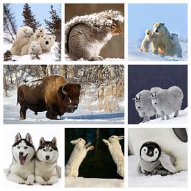 collage dieren in de sneeuw van Marja Hoebe