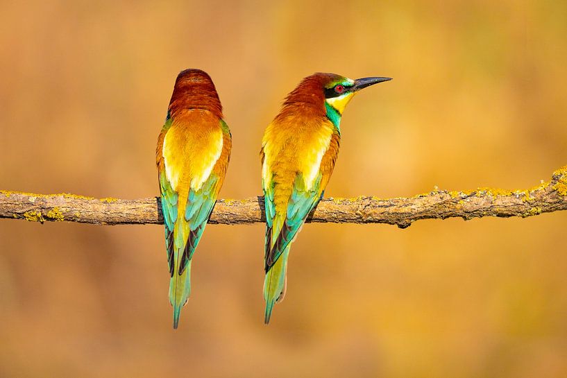 Bee-eater, Merops apiaster by Gert Hilbink