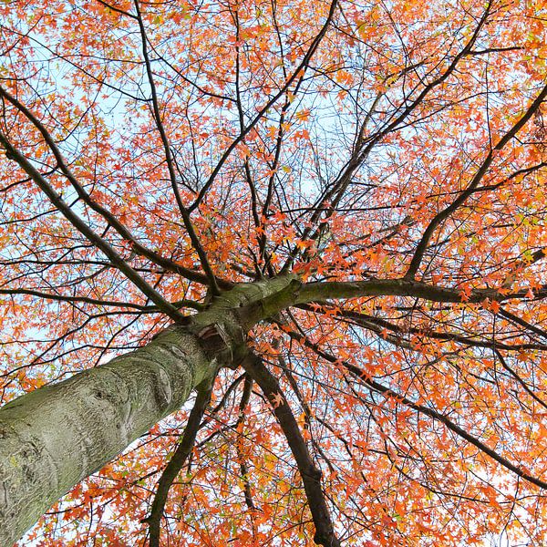 Magnificent Autumn by Peter van den Berg