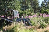 Old tractor in a field of lupines