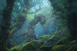 Forest Dweller – Mystiek Boslandschap met Mos in Wistman's Wood van Daniel Laan