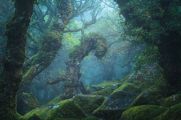Forest Dweller – Mystiek Boslandschap met Mos in Wistman's Wood van Daniel Laan