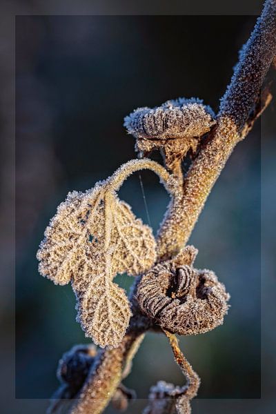 Hollyhock by Rob Boon