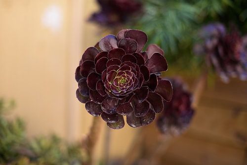 A drama head of blackhead