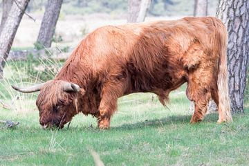 Schotse hooglander in het Deelerwoud van Merijn Loch