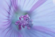 Wilde Blume von Astrid Brouwers Miniaturansicht