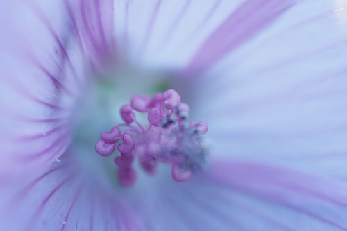 Wilde bloem