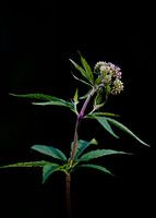 wilde bloem in het zwart