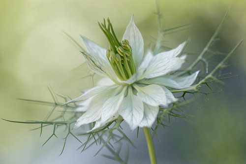 Love-in-a-mist  Nigella damascena