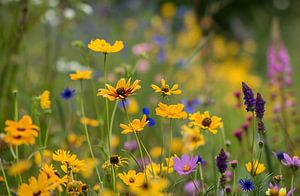 Wildblumen in der Natur