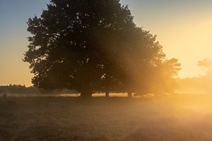 Arbres sur le Nuilerveld à Drenthe dans la brume matinale et la lumière du soleil