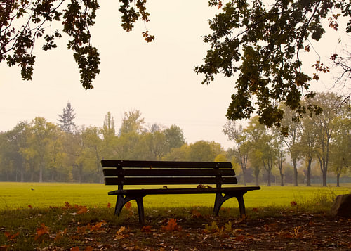 A bench on a park