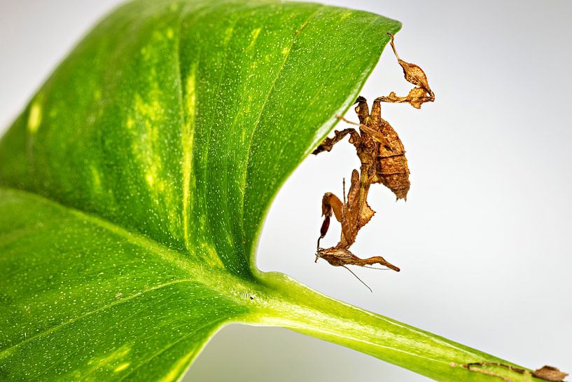 Eine Geistermantis von Roland Brack