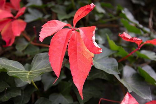 De kleuren van de herfst in verschillende pracht