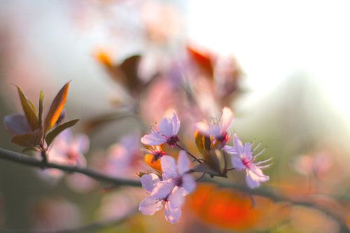 Fleur de printemps