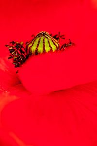 Macro photo d'un coquelicot