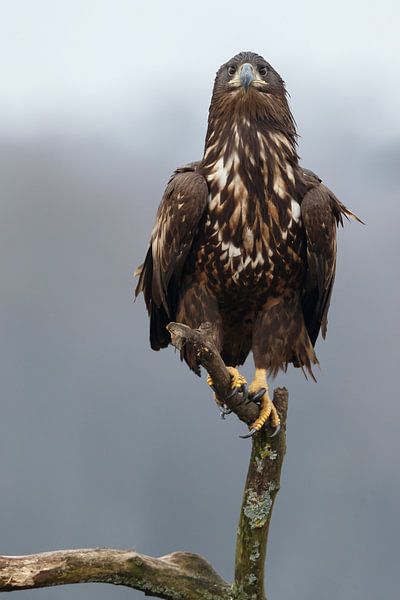 White Tailed Eagle by Menno Schaefer