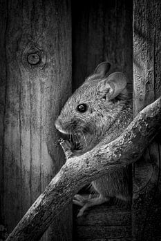 Portrait of a mouse