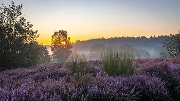 Lever du soleil sur la lande de Malines