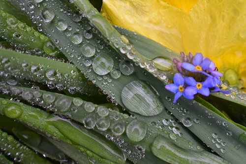 De tuin na een koude regen