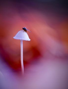 Herfst in het bos van Marian Steenbergen