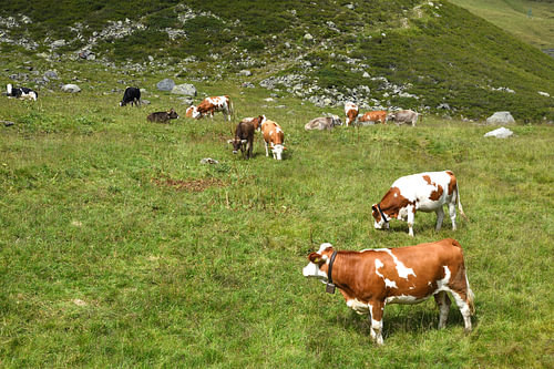 Grazing cows on mountainside in Tyrol.