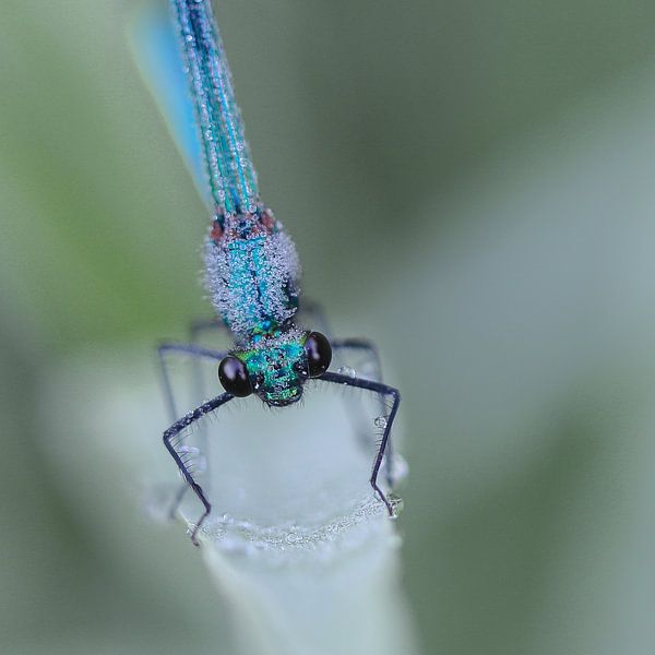 Weidebeekjuffer in ochtenddauw van Karin van Rooijen Fotografie