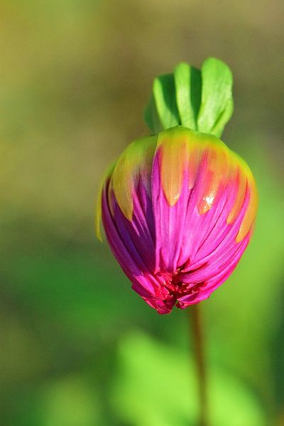 flower yet to open by Wendy Verhoeven