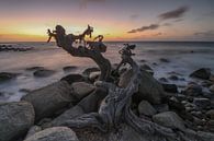 Natuurlijke kunstvorm langs de Noordkust van Aruba van Arthur Puls Photography thumbnail