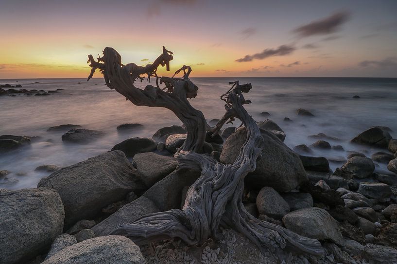 Natuurlijke kunstvorm langs de Noordkust van Aruba van Arthur Puls Photography