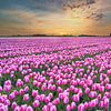 Gekleurde tulpen bij een gekleurde zonsopkomst tijdens de lente van eric van der eijk