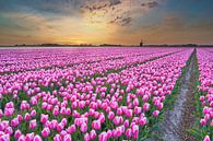 Des tulipes colorées à un lever de soleil coloré au printemps par eric van der eijk Aperçu
