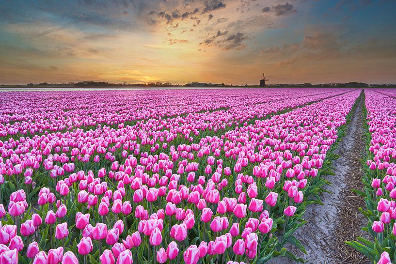Des tulipes colorées à un lever de soleil coloré au printemps par eric van der eijk