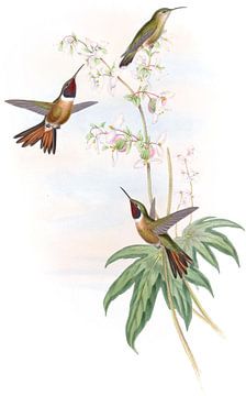Bahama Wood-Star, John Gould van Hummingbirds