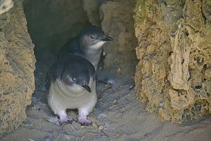 Zwei neugierige kleine Pinguine