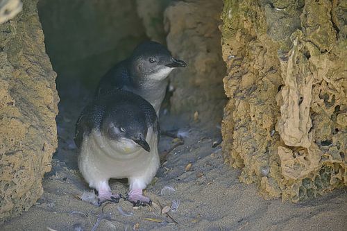 Twee nieuwsgierige dwergpinguïns