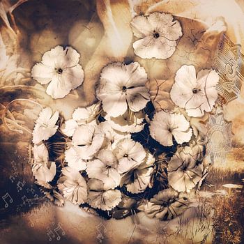 Die Die Vier-Tage-Abend-märsche und die Bartnelke