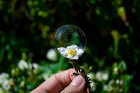 Flower with bubble