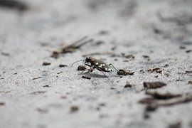 Tor in het zand. by Eelco Warmerdam