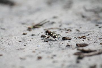 Tor in het zand. by Eelco Warmerdam