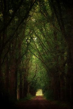 licht