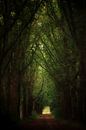 licht van Yvonne Blokland thumbnail