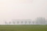 Groene bomen