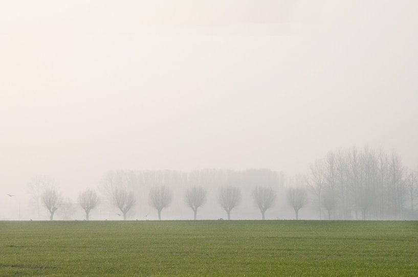 Groene bomen van Carla Godrie
