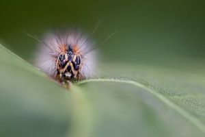 Rups van de Kleine Vos van Frans Batenburg