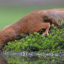 Trinkendes Eichhörnchen von Dirk Claes